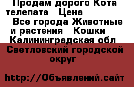  Продам дорого Кота-телепата › Цена ­ 4 500 000 - Все города Животные и растения » Кошки   . Калининградская обл.,Светловский городской округ 
